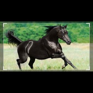 Meet your Posher, Marcos